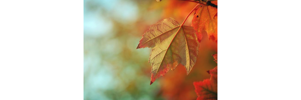 Herbst Tagundnachtgleiche - Rituale und Aspekte dieser Jahreszeit - Herbst Tagundnachtgleiche - Rituale und Aspekte dieser Jahreszeit
