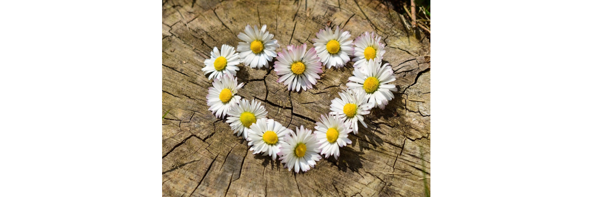 Beltane feiern - Natur erfahren - Beltane feiern - Natur erfahren I Blog LAB.DANUM