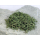 Artemisia annua Blätter aus einjährigem Beifußkraut